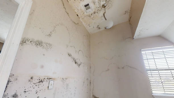 Reliable Youngstown, OH Mold Removal Solutions